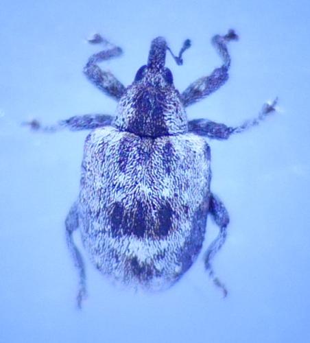 Stereonychus phyllireae